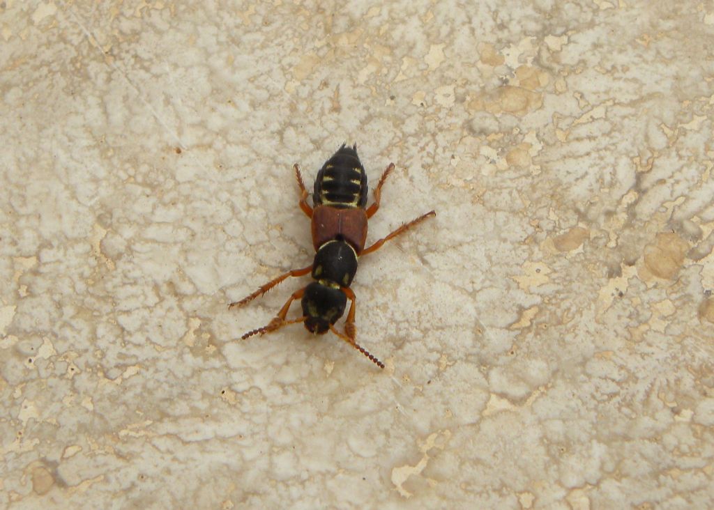 Staphylinidae: maschio di Staphylinus dimidiaticornis